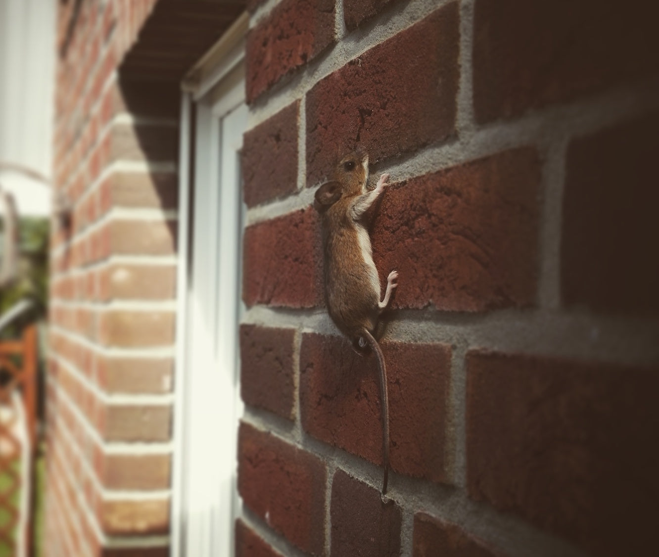 Zuverlässiger Schutz für Ihr Klinkerhaus durch bewährten und patentierten Fugengitter aus witterungsbeständigen Edelstahl