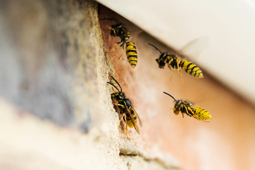 Wespen im Klinkerhaus hinter Mauer